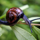 Garlic glass snail