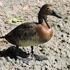 Canvasback (Female)