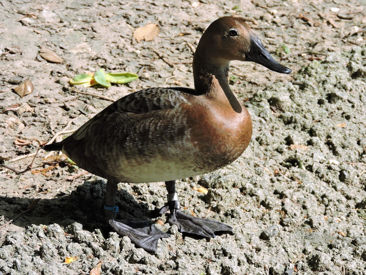 Canvasback (Female)