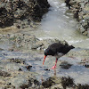 Variable Oystercatcher