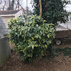 Japanese Laurel