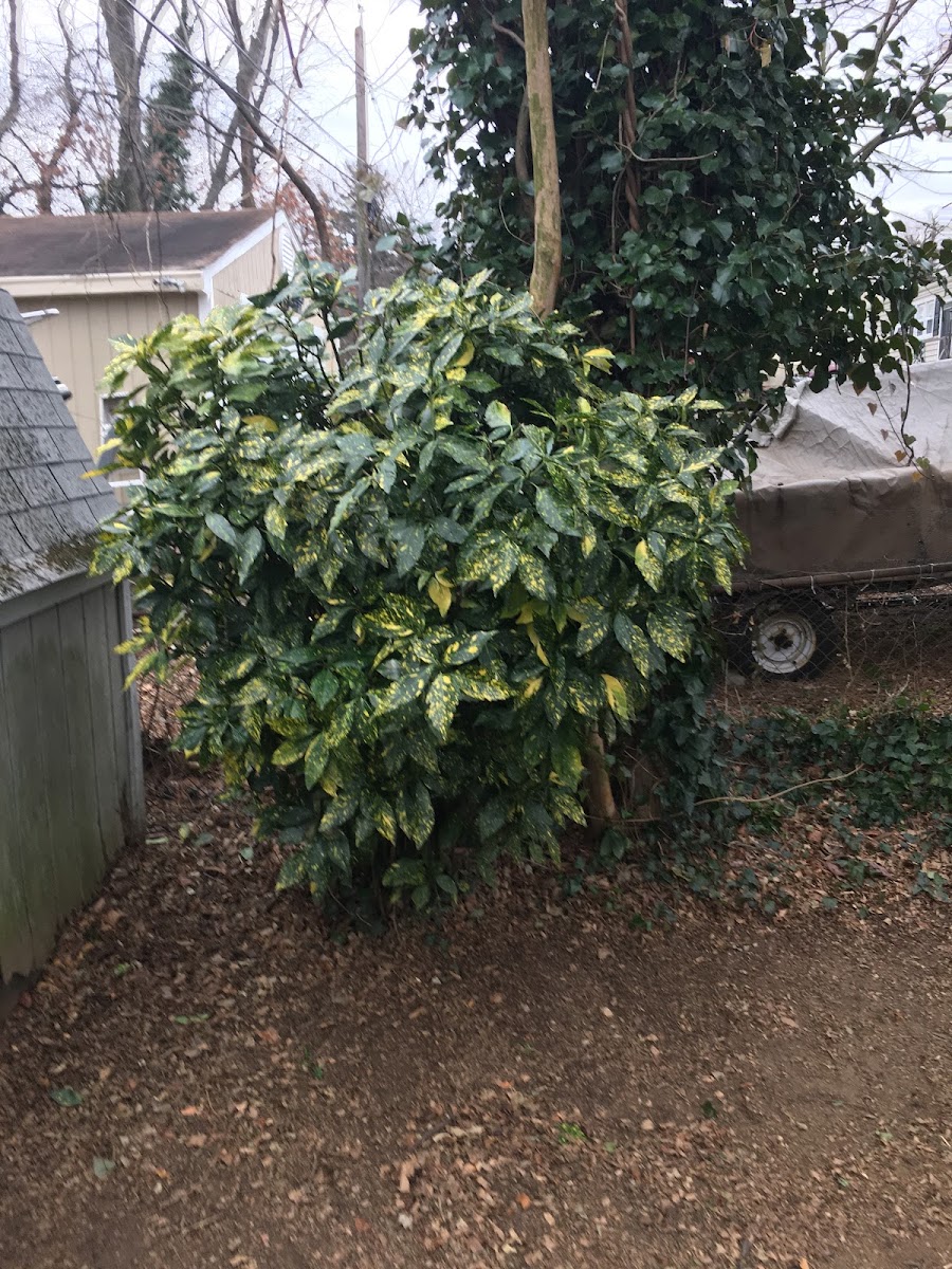 Japanese Laurel