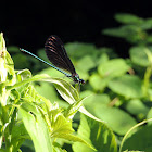 Ebony jewelwing damselfly