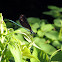 Ebony jewelwing damselfly