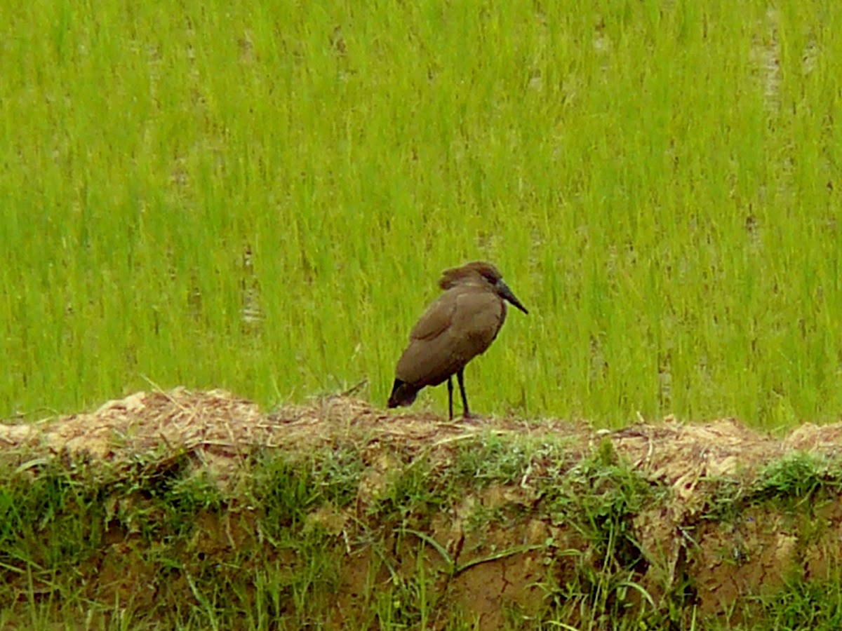 Hamerkop