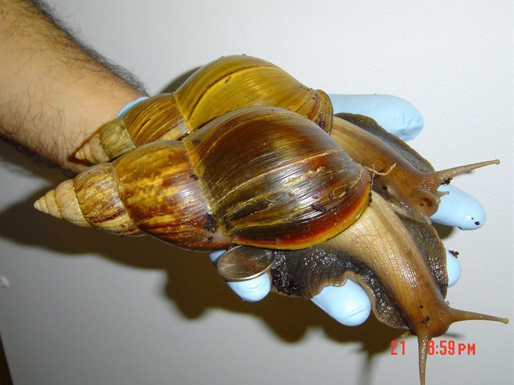 Achatina achatina, o caracol terrestre gigante