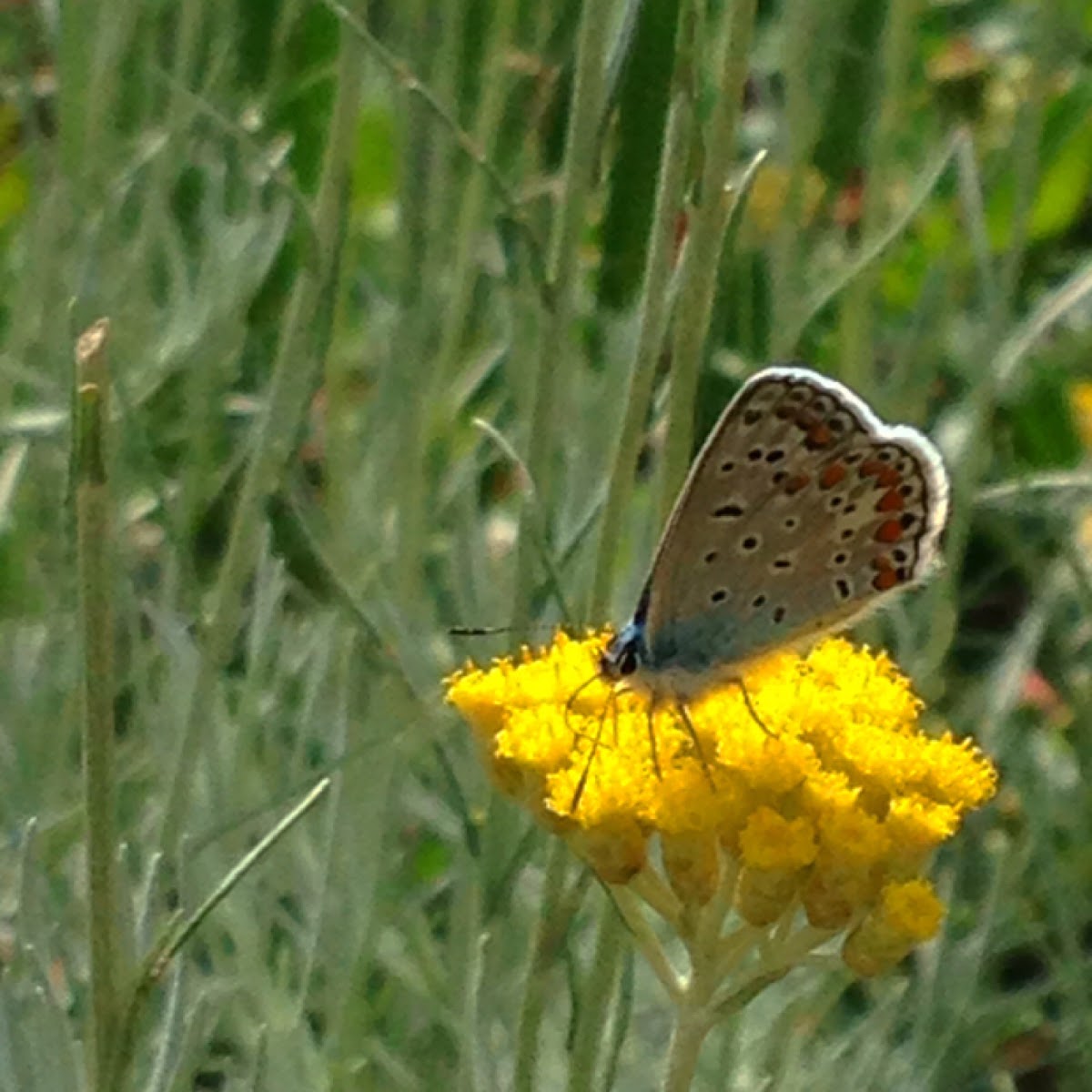 Common blue