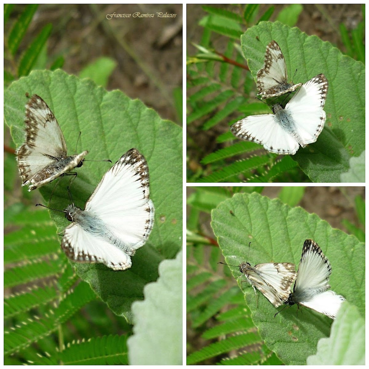 Turk's-Cap White Skipper