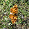 Spotted Fritillary