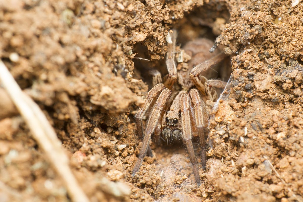 Wolf Spider