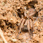 Wolf Spider