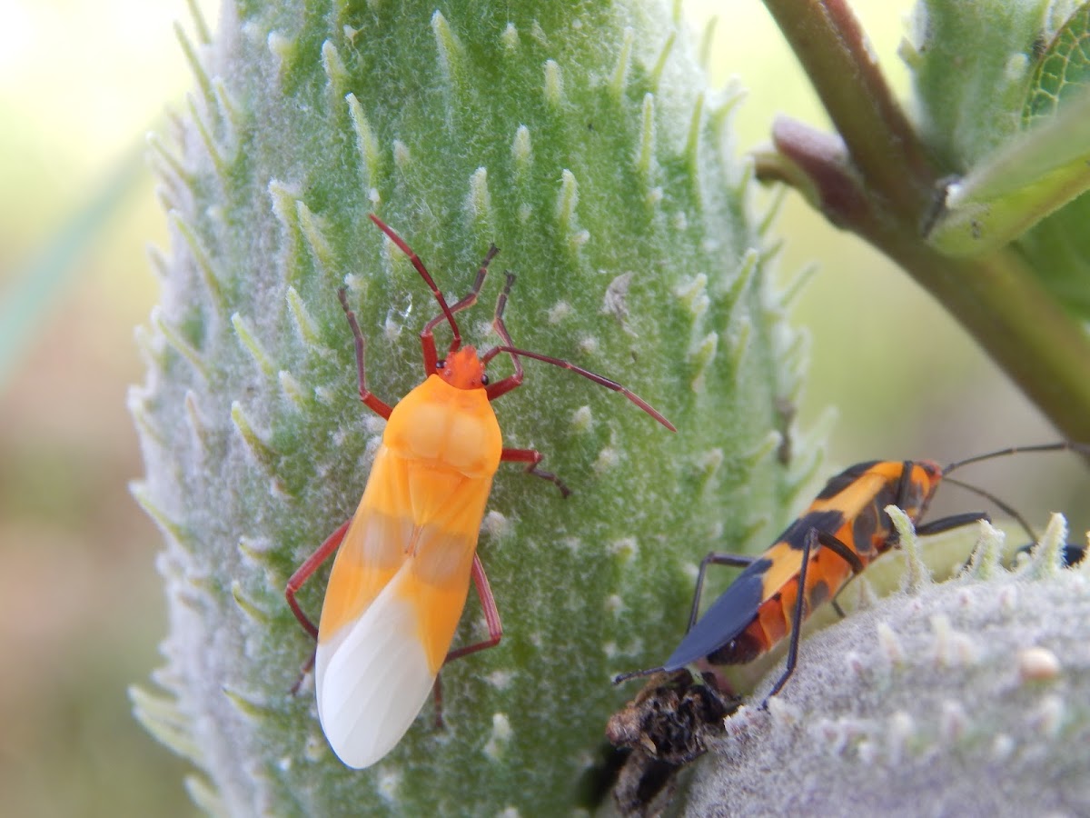 Large Milkweed Bug