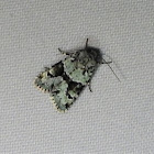 Implicit arches moth