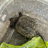 Snapping turtle