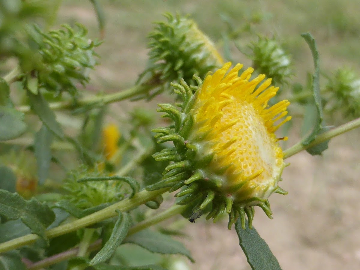 Curlycup Gumweed