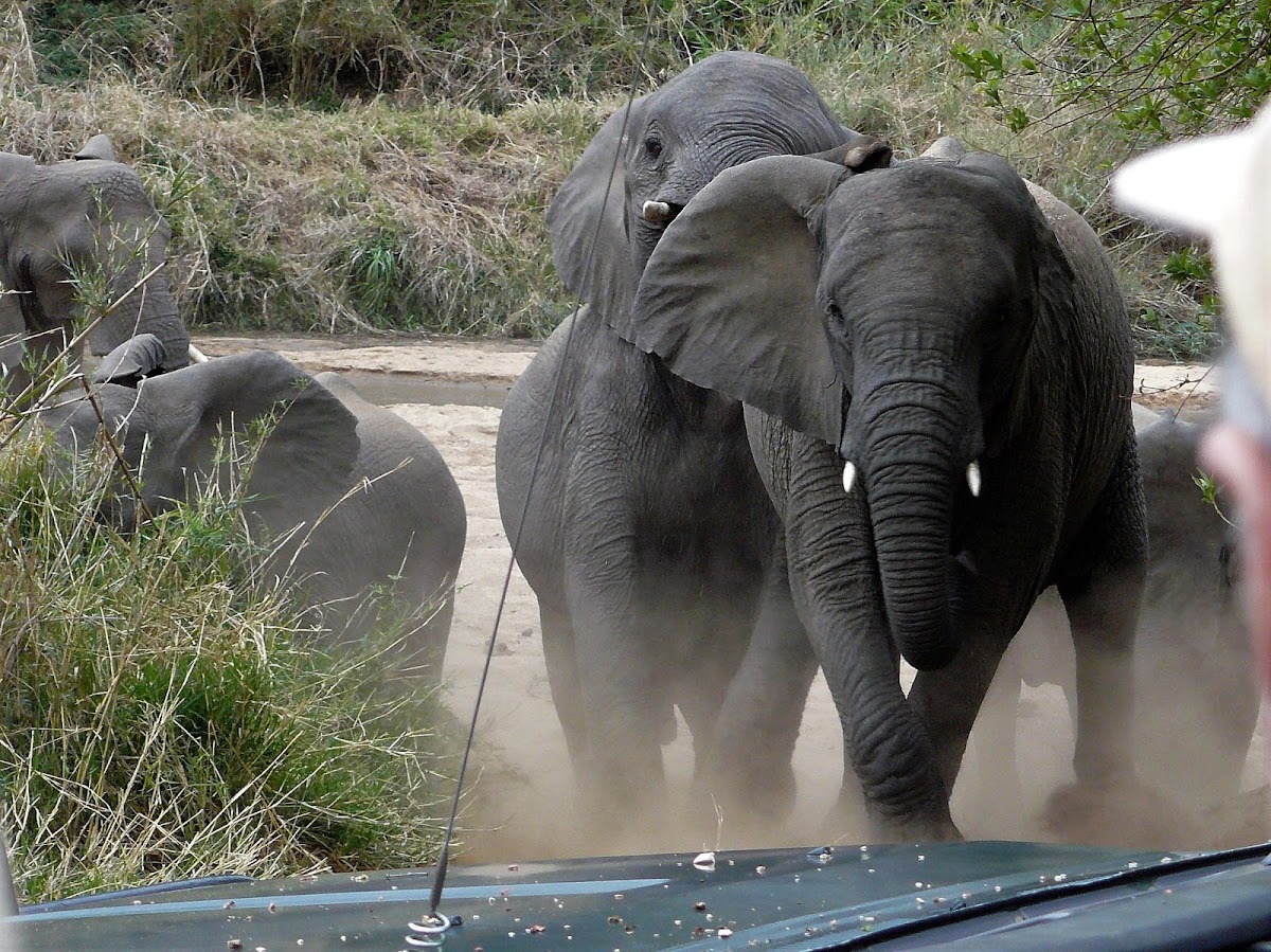 African Elephant