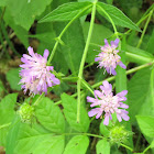 Forest Widow Flower