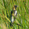 Bobolink