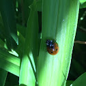 ladybug