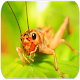 Download Crickets insect sounds For PC Windows and Mac 7.57.8