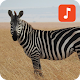 Download Zebra Sound Effects For PC Windows and Mac 1.0.1