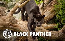 Black Panther - Wild Cat HD Wallpapers small promo image