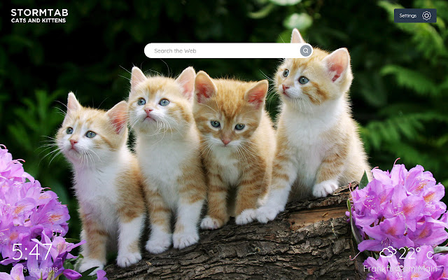 Cats and Kittens Wallpapers & New Tab