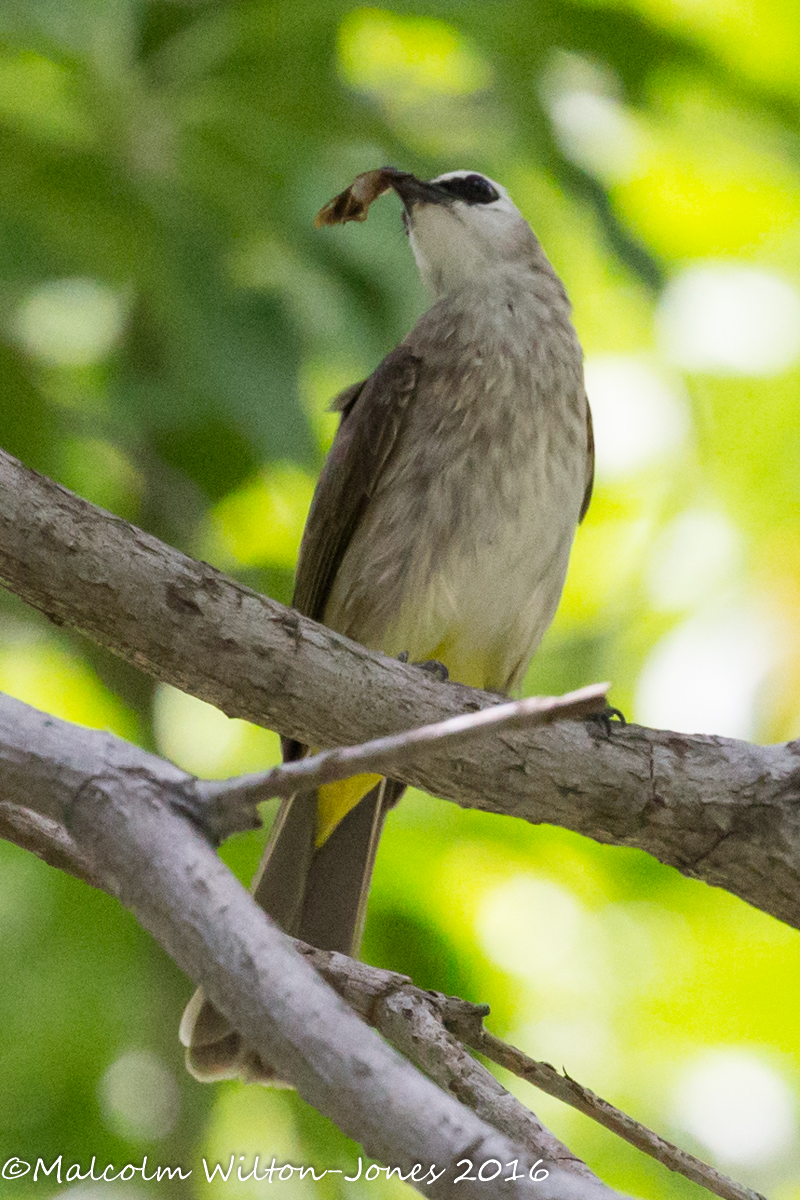 Yellow-vented Bulbul