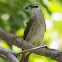 Yellow-vented Bulbul