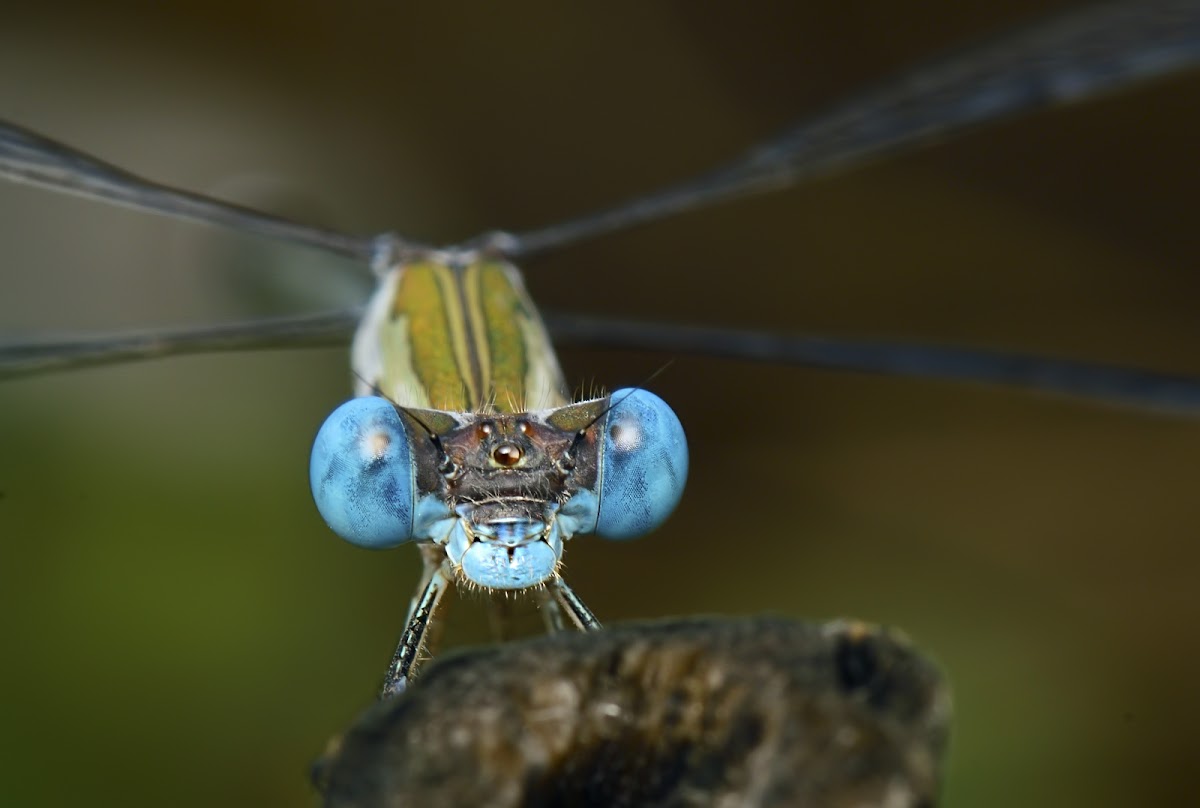 Spreadwing