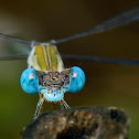 Spreadwing