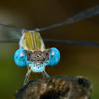 Spreadwing