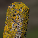 Common Orange Lichen