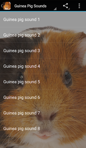 Screenshot Guinea Pig Sounds