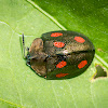 Tortoise Beetle