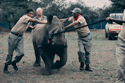 A tranquilised rhino is walked to a crate before being taken to Rwanda.