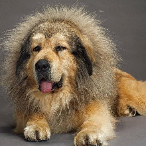 Tibetan Mastiff Wallpapers Aplikasi Di Google Play