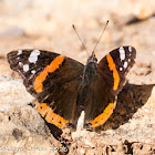 Red Admiral