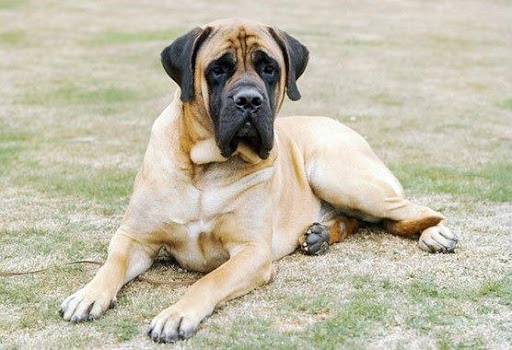 American Mastiff Wallpaper