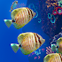 OCEAN AQUARIUM Live Wallpaper FREE1.1