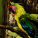 Colorful Parrot