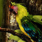 Item logo image for Colorful Parrot