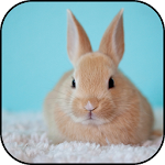 Cover Image of Herunterladen Cute rabbits wallpapers 6 APK