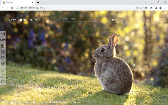 Bunny & Rabbit Wallpaper Custom New Tab
