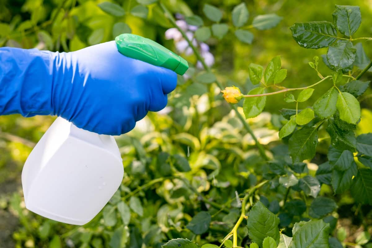 Make DIY vinegar sprays 