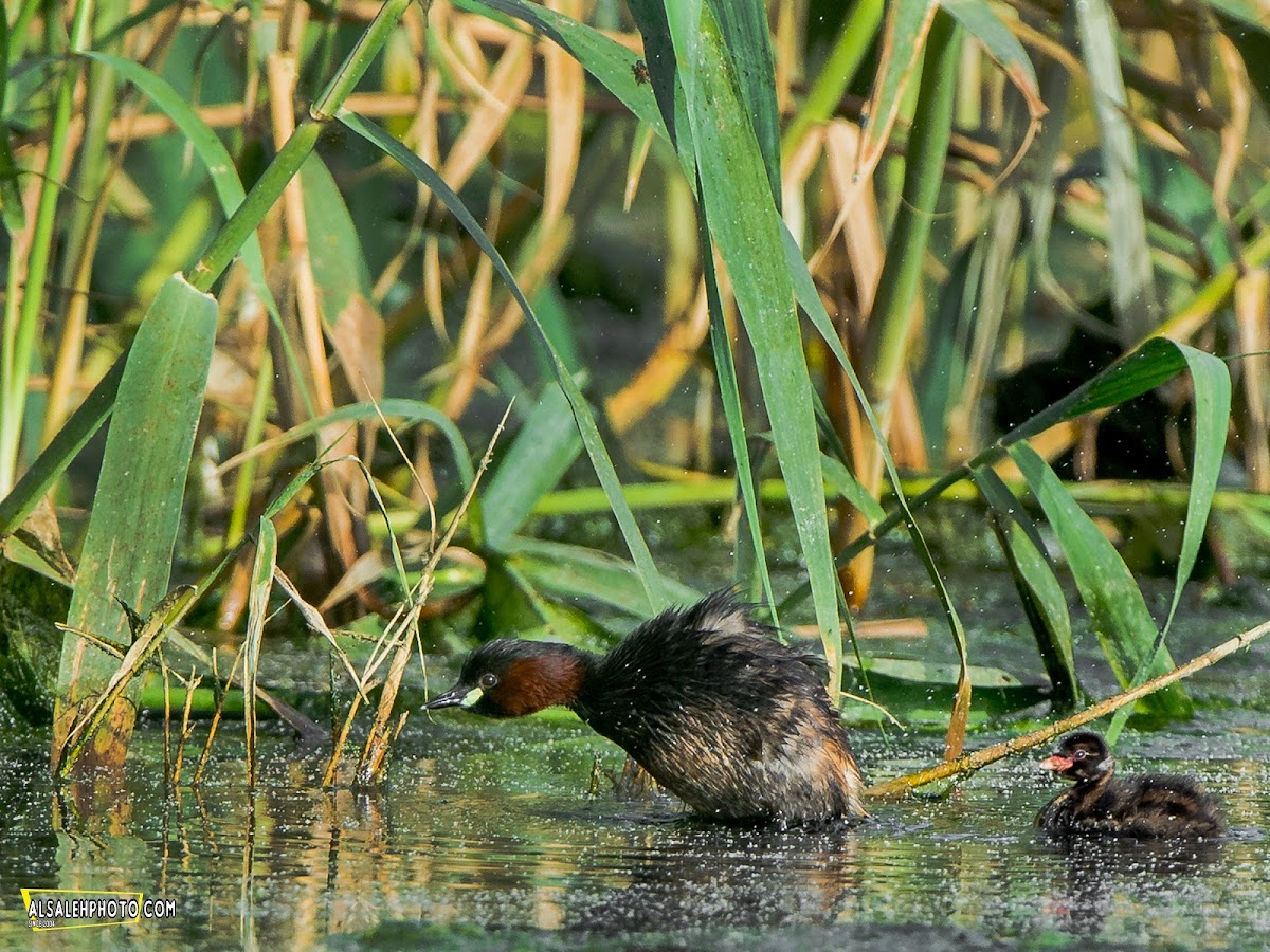 Little Grebe.