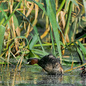 Little Grebe.