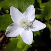 Three-leaved anemone