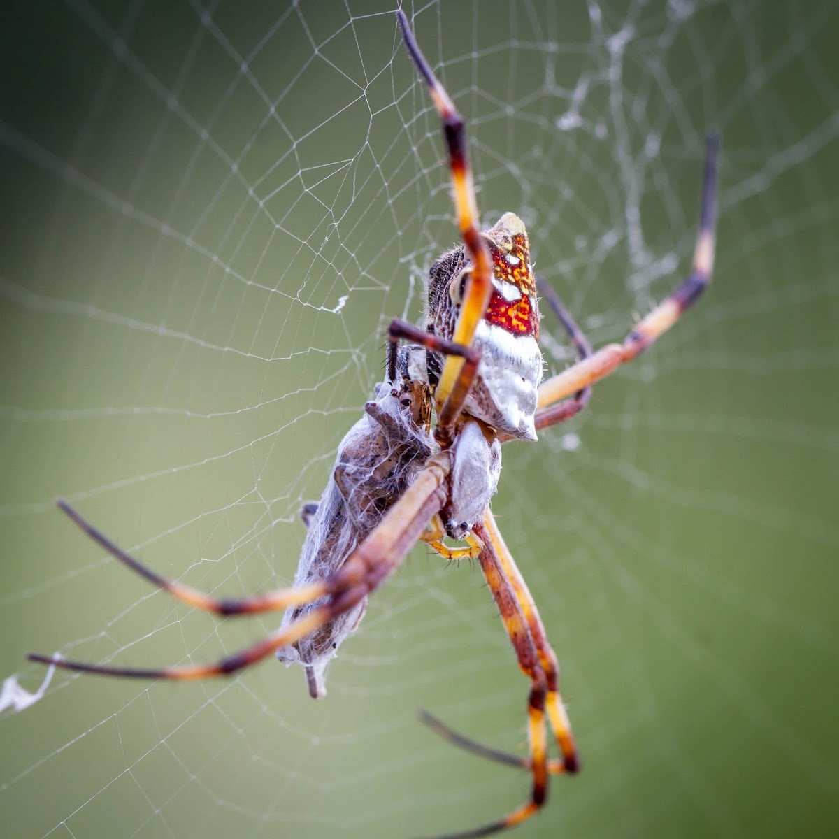 Silver Argiope