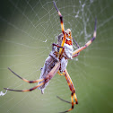 Silver Argiope